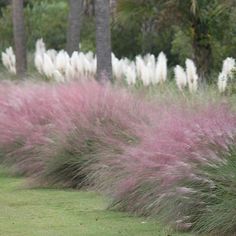 purple and white flowers are in the grass