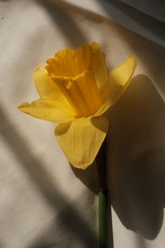 a single yellow flower sitting on top of a white sheet with shadow from the sun