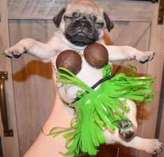 a small pug dog is standing on its hind legs and holding two chocolates in it's paws