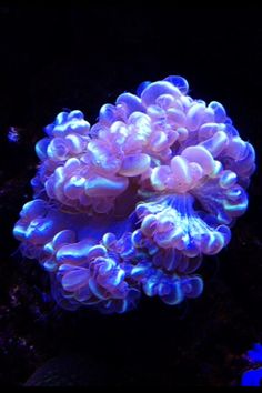 an aquarium with purple and blue lights on it's corals in the water