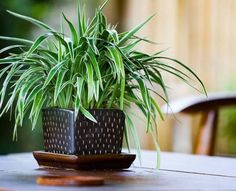 a potted plant sitting on top of a wooden table