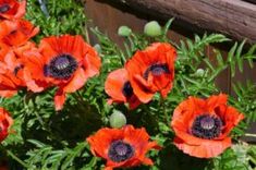 some red flowers are growing in the garden