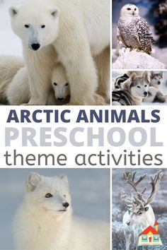 the arctic animals and their homes are featured in this photo collage with text that reads arctic animals preschool theme activities