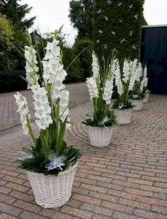 some white flowers are sitting in baskets on the brick ground and there is no image here to provide a caption for