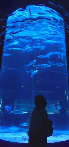 a person standing in front of an aquarium