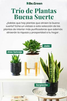 three potted plants sitting on top of a white table next to a wall with spanish words