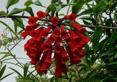 the red flowers are hanging from the tree