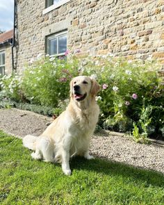 a golden retriever sitting in front of a brick building with flowers and shrubs around it