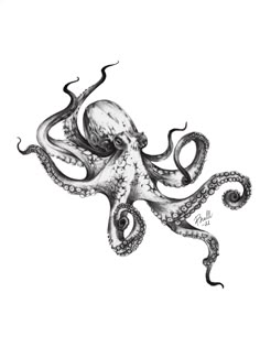 an octopus is shown in black and white, with its tentacles stretched out to the side