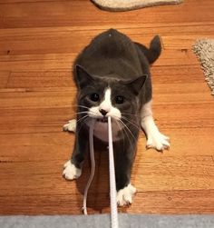 a gray and white cat with a string in its mouth on the floor next to a rug