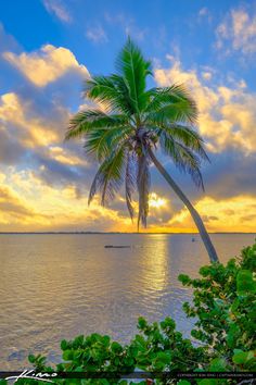 a palm tree is in the foreground as the sun goes down over the ocean