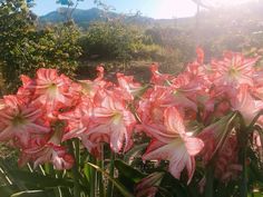 some pink flowers are blooming in the sun