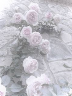 some pink roses are growing on a stone wall