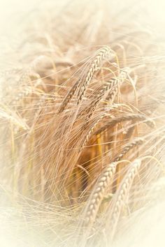 a close up view of some ripe wheat