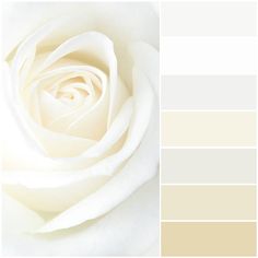 a white rose is shown in this color scheme