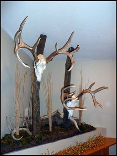 deer antlers are mounted on the wall in this room