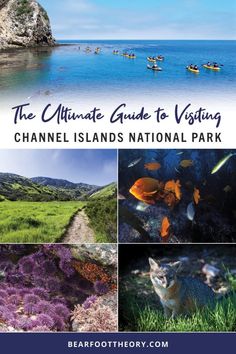 the ultimate guide to visiting channel islands national park with pictures of animals and people in canoes