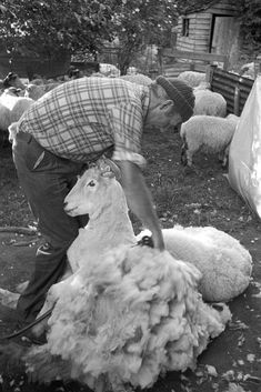 a man is shearing sheep in the yard