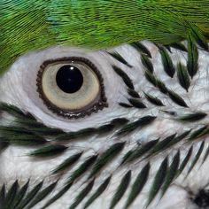 the eye of a green and white bird with feathers on it's back side