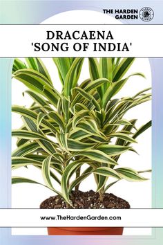 an advertisement for dracaena'song of india