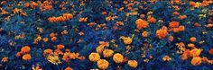 a field full of orange and yellow flowers