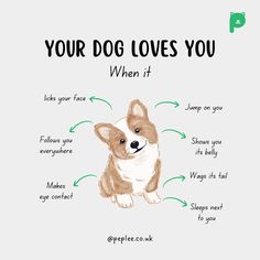 a drawing of a dog's face with the words, your dog loves you when it