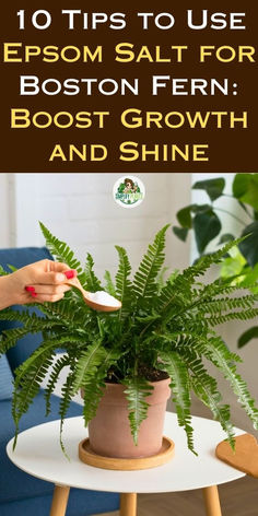 Epsom salt for Boston fern, using Epsom salt for plant growth, Epsom salt 
benefits for Boston fern, how to apply Epsom salt to Boston fern, Epsom 
salt for indoor plants, Epsom salt plant care, Boston fern care tips, 
natural plant growth boosters, Epsom salt for plant health, Epsom salt for 
shiny Boston fern leaves. Ferns And Epsom Salt, How To Water Ferns With Epsom Salt, Epsom Salt For Ferns, Boston Fern Care, Benefits Of Epsom Salt, Inside Gardening, Epsom Salt For Plants