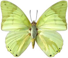 a large yellow butterfly sitting on top of a white background