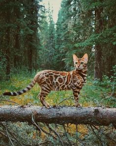 a cat is standing on a log in the woods