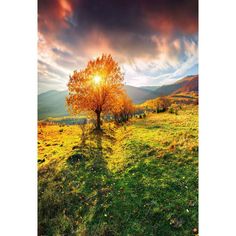 a lone tree in the middle of a grassy field