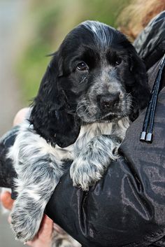 a black and white dog is being held in someone's arms by its owner