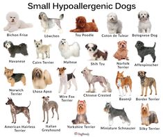 an image of small hypoaleggenic dogs in different colors and sizes on a white background