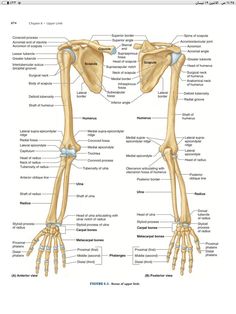 the bones and their major skeletal systems are shown in this diagram, with labels on each side