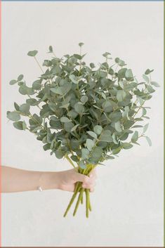 a hand holding a bunch of green leaves