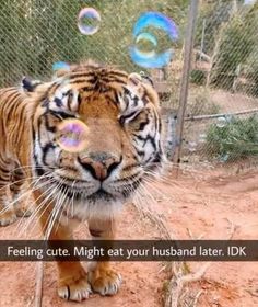 a tiger walking across a dirt field next to a fence with bubbles floating in the air