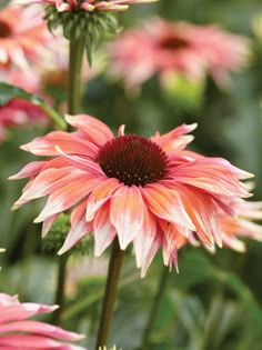 pink and white flowers with green leaves in the background