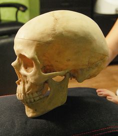 a human skull sitting on top of a black chair next to a child's hand