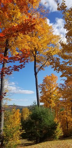 trees with yellow and red leaves in the fall