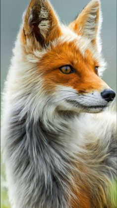 an orange and white fox looking at the camera with its head turned to the side