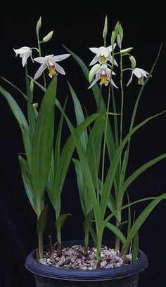 some white flowers are in a black pot