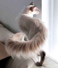 a white cat standing on top of a couch next to a window