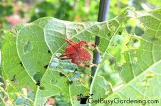 a red bug crawling on a green leaf