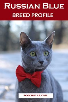 a gray cat with a red bow tie and the caption russian blue breed profile