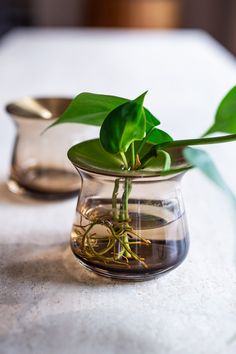 a plant in a glass vase with water on the table next to two spoons