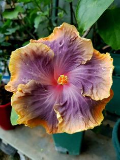 a purple and yellow flower in a pot