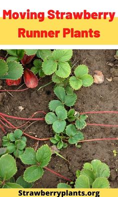 strawberry plants growing in the dirt with text overlay reading moving strawberry runner plants strawberries