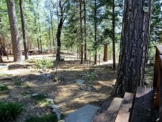 a wooden bench sitting in the middle of a forest next to a tall pine tree