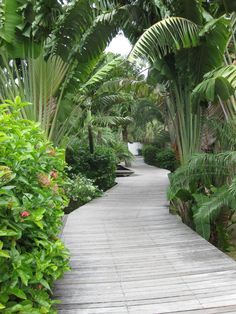 a wooden walkway surrounded by lush green trees and plants on either side of the path