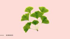 a plant with large green leaves in front of a light pink background that says ginko