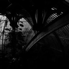 black and white photograph of an indoor greenhouse with lots of plants growing in the area